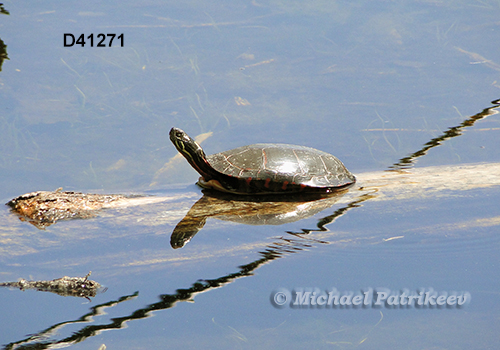 Painted Turtle (Chrysemys picta)